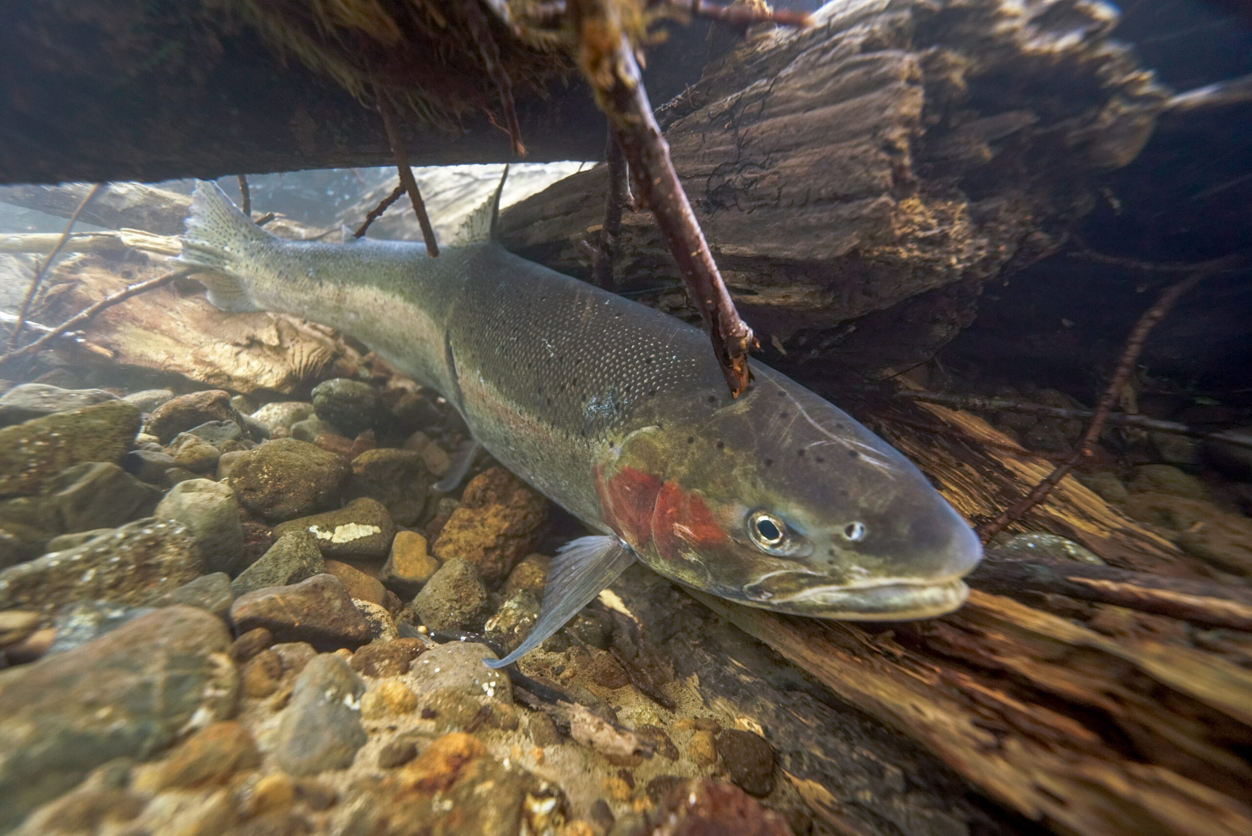 Skeena Steelhead And The Impact Of Southeast Alaskan Fisheries In 2023 ...