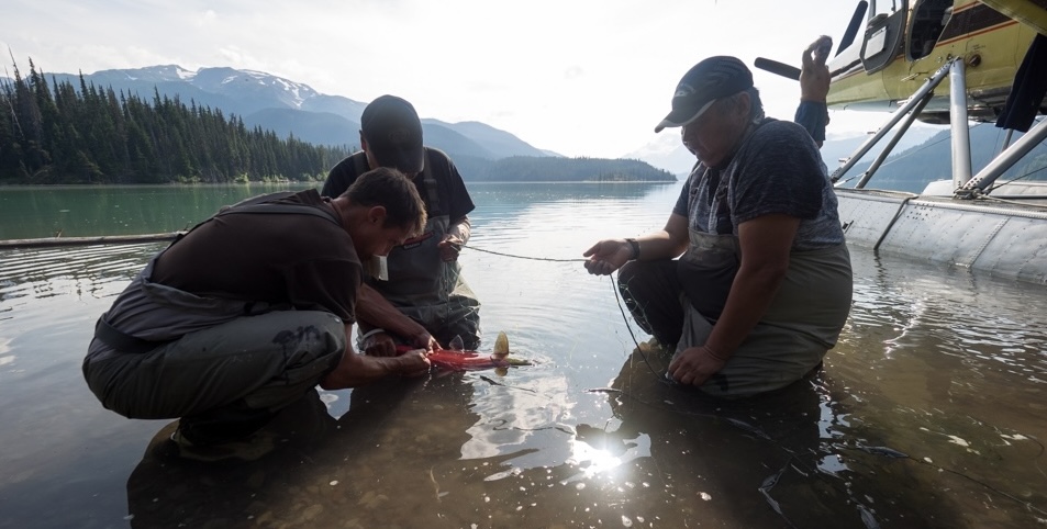 Canada losing track of salmon health as industrial pressures grow