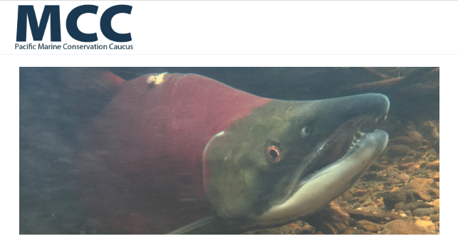 Pacific Marine Conservation Caucus welcomes renewed federal investment in Pacific Salmon, calls for concrete actions to recover salmon populationsPacific